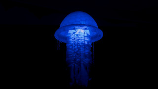 Blue jellyfish bioluminescence hologram ecological - a white light free wallpaper
