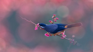 Blue bird branch pink flowers 3 - bian jingzhao free wallpaper