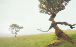 Two trees foggy hill magic - two tree free wallpaper