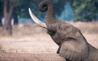 Elephant tusks ring field trees - an elephant free wallpaper