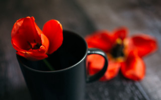 Black cup red flower still - red flower free wallpaper