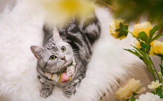 Cat fluffy white rug flowers - yellow flower free wallpaper