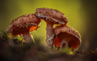 Mushrooms forest floor green yellow - a yellow light free wallpaper