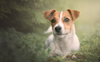 Dog sitting grass sad eyes 2 - his face free wallpaper
