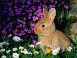 Rabbit field daisies grass purple - beatrix potter free wallpaper