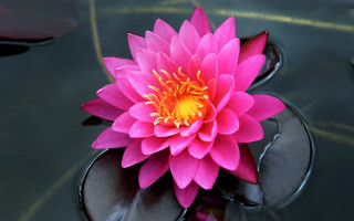 Pink lily pond yellow center - lily pad free wallpaper