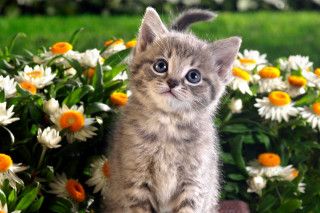 Kitten rock flower garden daisies - a kitten free wallpaper