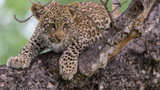 Leopard sitting in tree blurry 2 - the distance free wallpaper