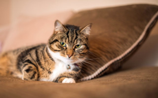 Cat couch pillow serious blue 2 - serious free wallpaper