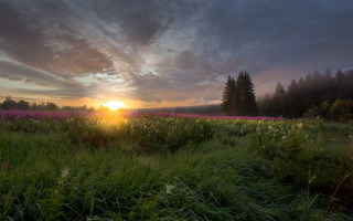 Sunset field trees clouds horizon - a sunset in the background and trees free wallpaper