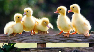 Little ducks wooden fence post - a wooden fence free wallpaper