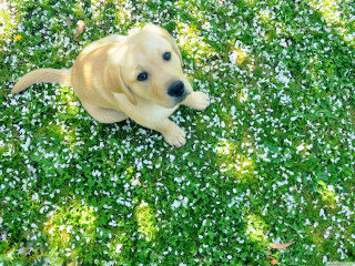 Dog laying grass ball tennis - a ball free wallpaper for desktop