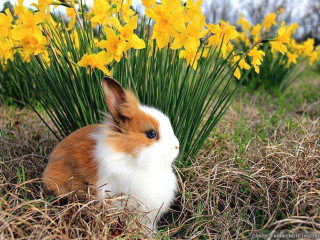 Rabbit grass flowers yellow sky - the grass next free wallpaper