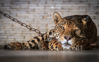 Leopard chain brick wall blurry - the ground next free wallpaper
