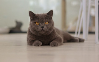 Gray cat curious yellow eyes 3 - a portrait free wallpaper