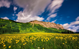 Sunflower field mountain clouds blue - yellow flower free wallpaper
