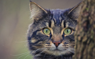Black cat green eyes behind - neoplasticism free wallpaper