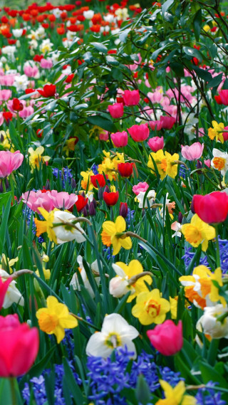 Colorful flowers green tree blue - colorful flower free wallpaper