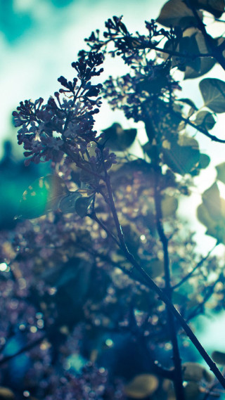 Close up plant leaves water - a close up of a plant free wallpaper