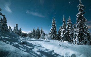 Snowy landscape moon trees aurora - a snowy landscape free wallpaper