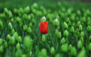 Red tulip green grass shallow - single free wallpaper