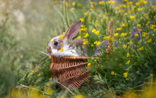 Rabbit basket flower field blue - beatrix potter free wallpaper