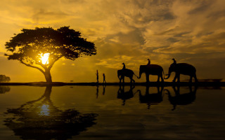 Elephants lake sunset tree people - a tree in the foreground free wallpaper