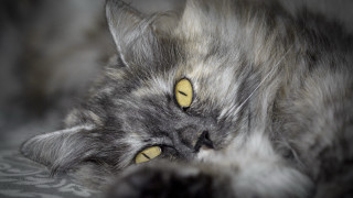 Cat yellow eyes laying bed - a blanket free wallpaper for desktop