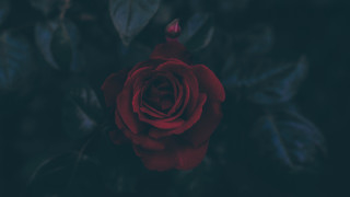 Red rose green leaves dark 2 - ann thetis blacker free wallpaper