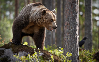 Bear rock woods crow bird - a bear free wallpaper