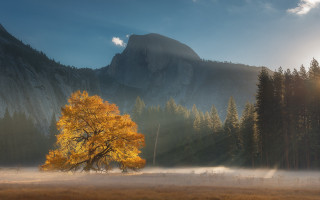 Tree mountain fog sunbeam volumetric - volumetric light free wallpaper