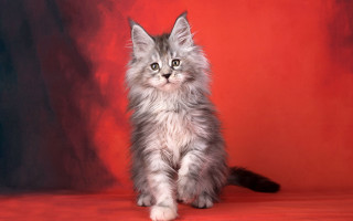 Fluffy gray kitten red background - grey background free wallpaper