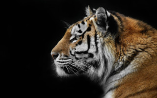 Tiger turned away black background - a tiger free wallpaper