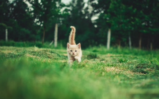 Kitten running field trees blurry - a kitten free wallpaper