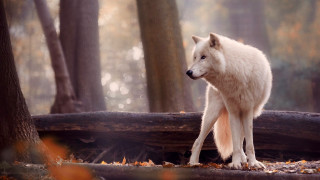 White wolf forest log sunset - caspar wolf free wallpaper