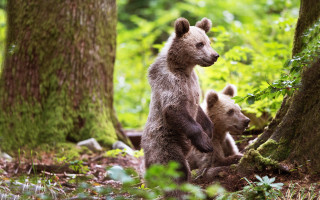 Bear cub woods mother flower - its hind leg free wallpaper