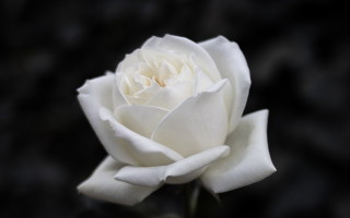 White rose vase table rococo - a white rose free wallpaper