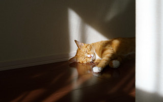 Cat sunbathing closedeyes shibasleeping realistic - sunlight free wallpaper