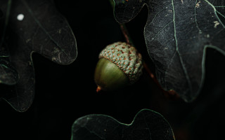 Green leaf seed plant brown - canon 5 0 mm free wallpaper