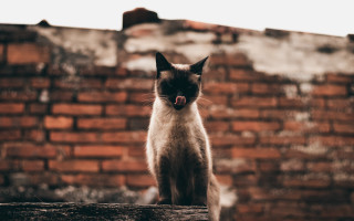 Cat brick wall tongue closed - its tongue free wallpaper