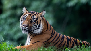 Tiger grass forest blurry background - a tiger free wallpaper