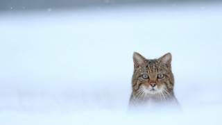 Cat looking camera snow blurry - outside free wallpaper