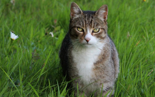 Sad cat in grass butterfly - something free wallpaper