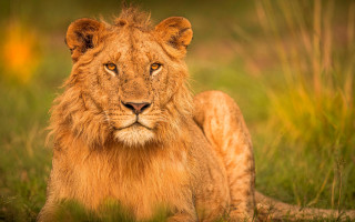 Lion sad face in grass - a portrait free wallpaper