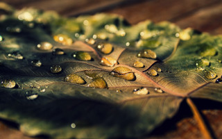 Leaf water droplets wooden background - a wooden surface free wallpaper