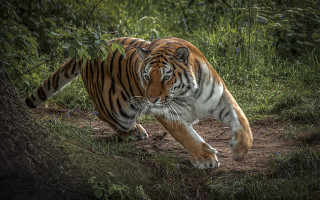 Tiger bush dirt forest bamboo - ground free wallpaper