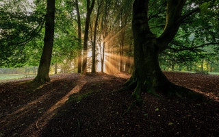 Forest sunshine leaves path light - sun free wallpaper for desktop