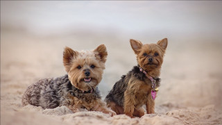 Small dogs beach brown black - the other free wallpaper