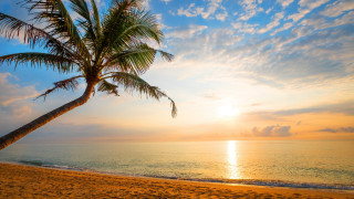 Palm tree beach sunset blue - a few cloud free wallpaper