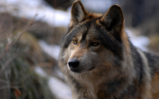 Wolf snow woods photo animal - winter time free wallpaper